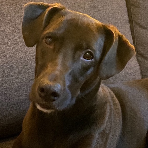 Meet your Posher, Leah - Picture 1 of 1